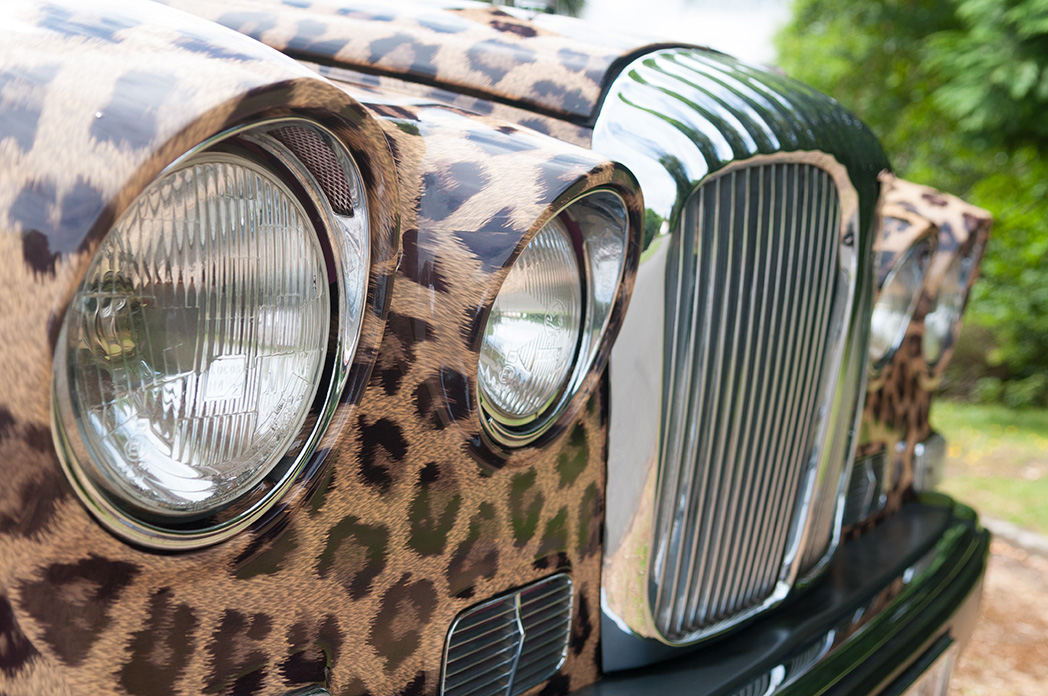 Leopard print Daimler DS420 hearse, photographed from the front