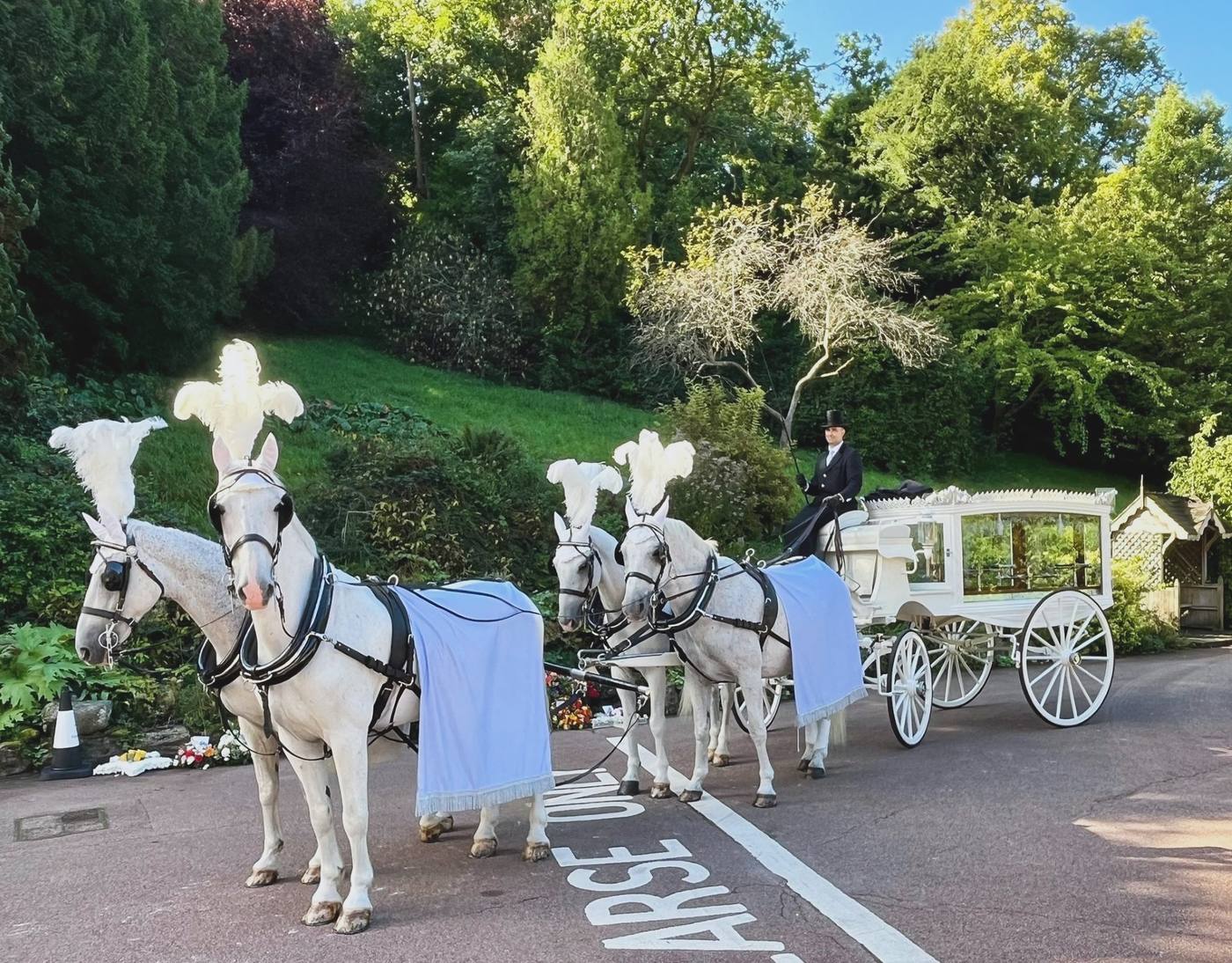 White horse-drawn hearse drawn by white plumed horses