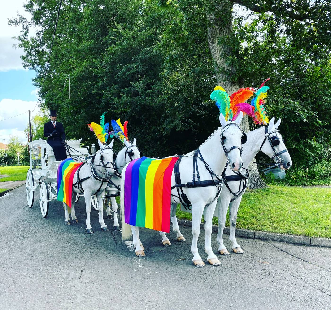 A white horse-drawn hearse drawn by four white horses wearing rainbow feather plumes and rainbow drapes